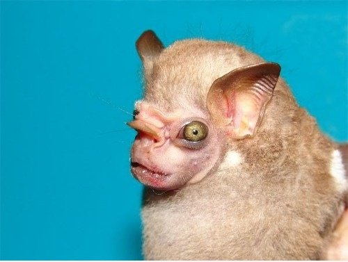 Hässliches Monster