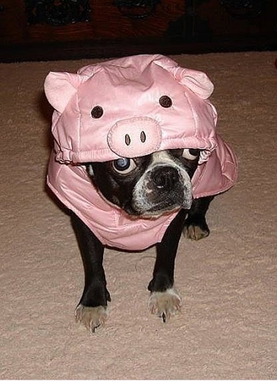Pig Dpg