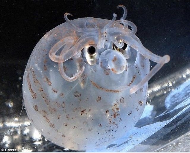Squid mit einem lächelnden Gesicht