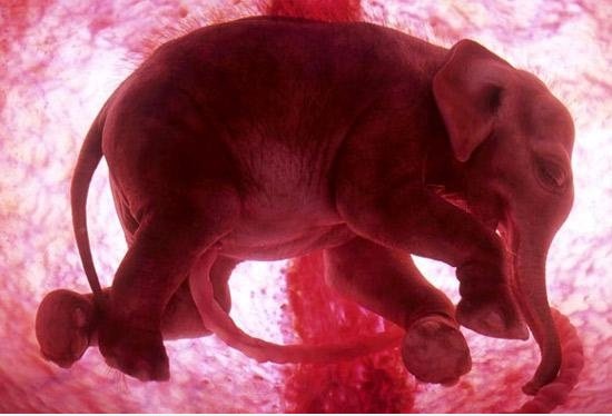 Baby elephant inutero