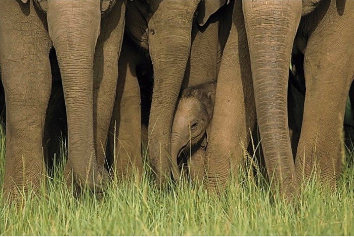 Baby elephant