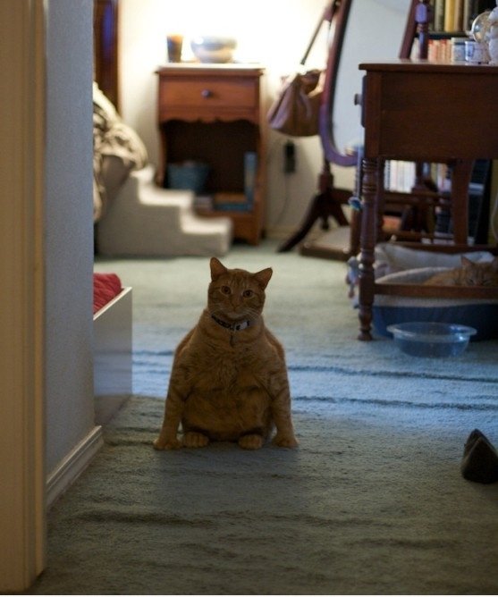 ET Cat