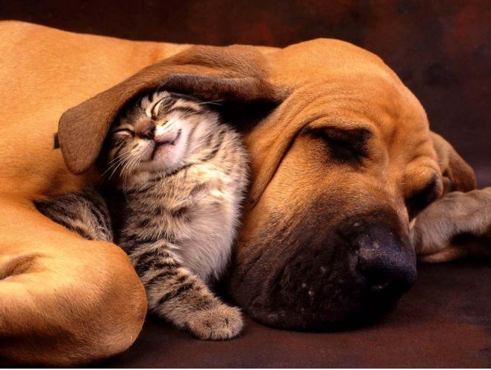 Lustige Katze und Hund