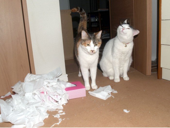 Smug Katze ist selbstgefälligen