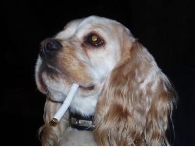 My Dog