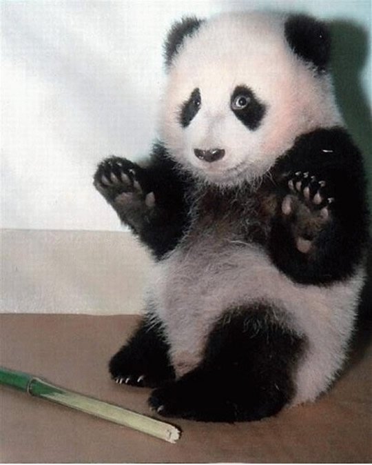 I surrender