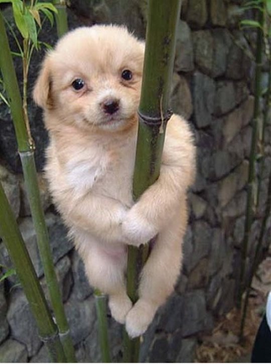 Ich bin ein Panda / Koala