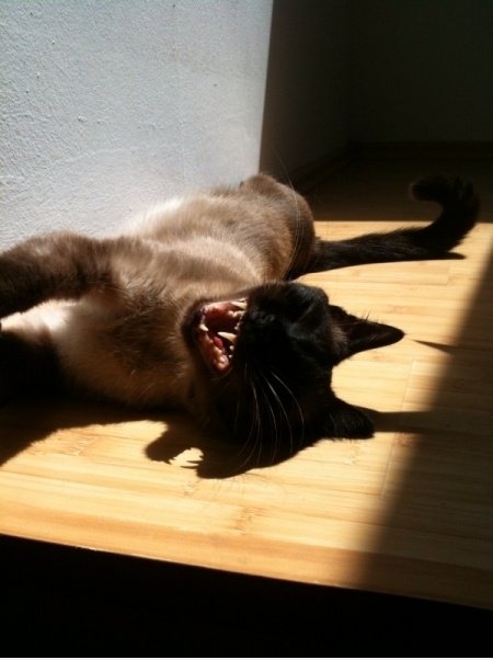 ROFL Katze