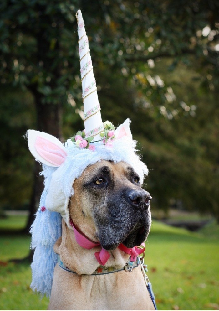 Ich bin nicht ein Einhorn