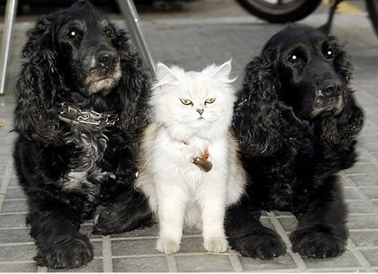Bodyguards