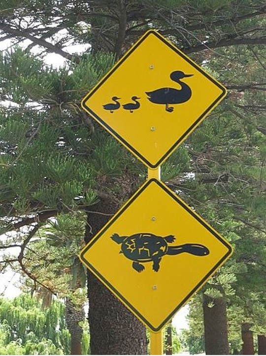 Duck and Tortoise