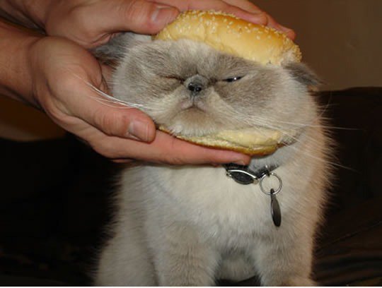 Kein hotdog aber HotCAT