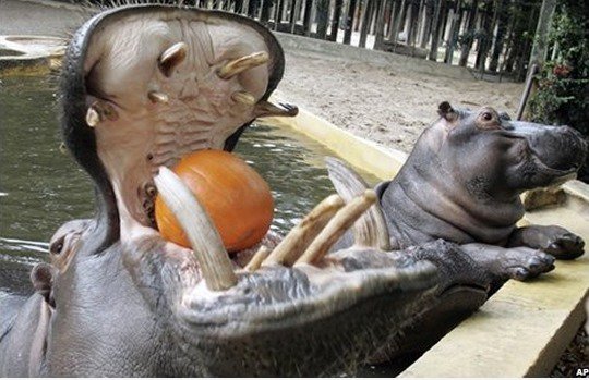 Smiling Hippo