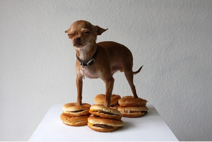 Burger Dog