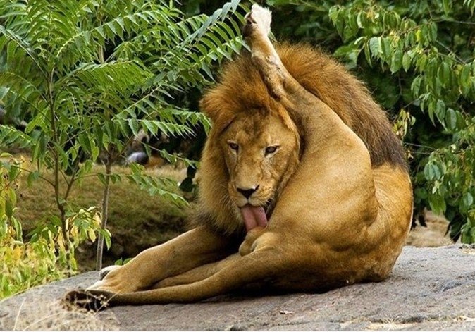 Das ist, warum LION ist KING