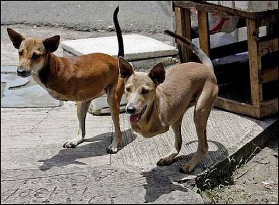 2 unglaubliche Hunde