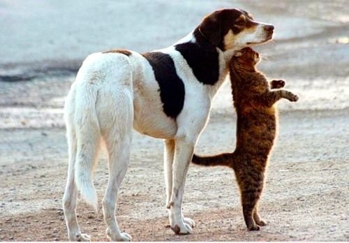 Cat and Dog