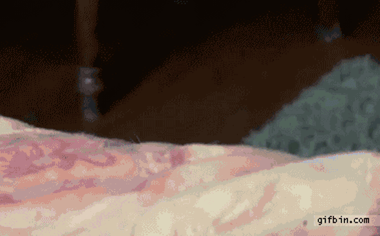 Guckst du - Katze - GIF