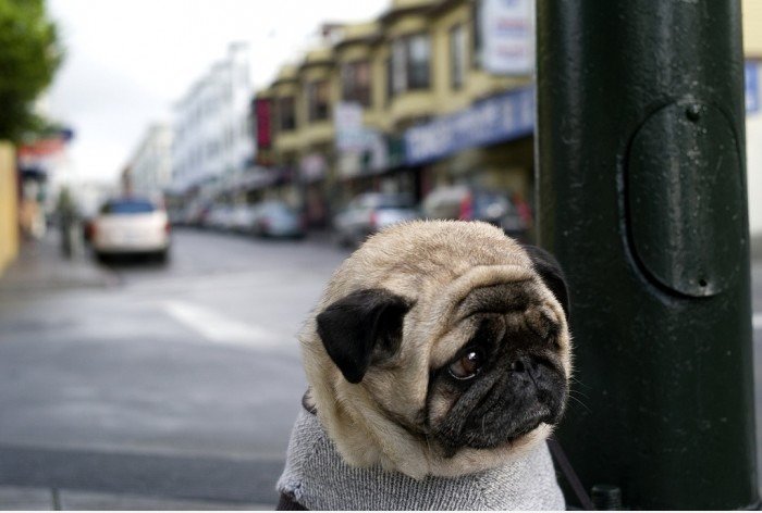Depressive Dog -1
