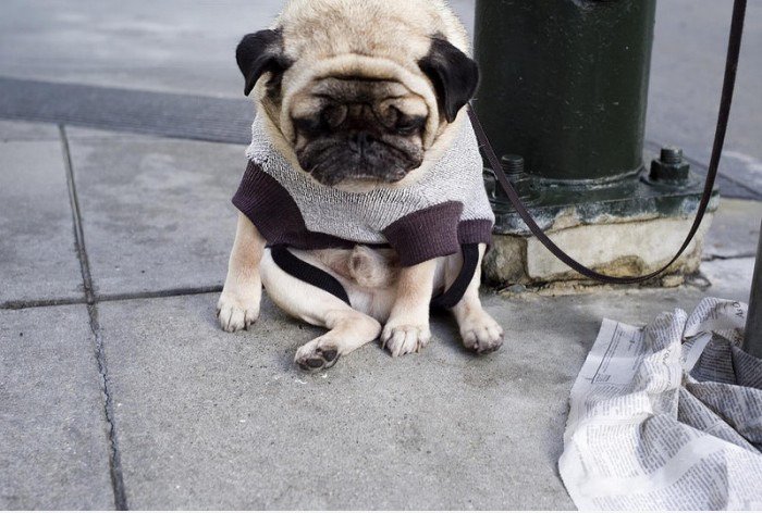 Depressive Dog -2