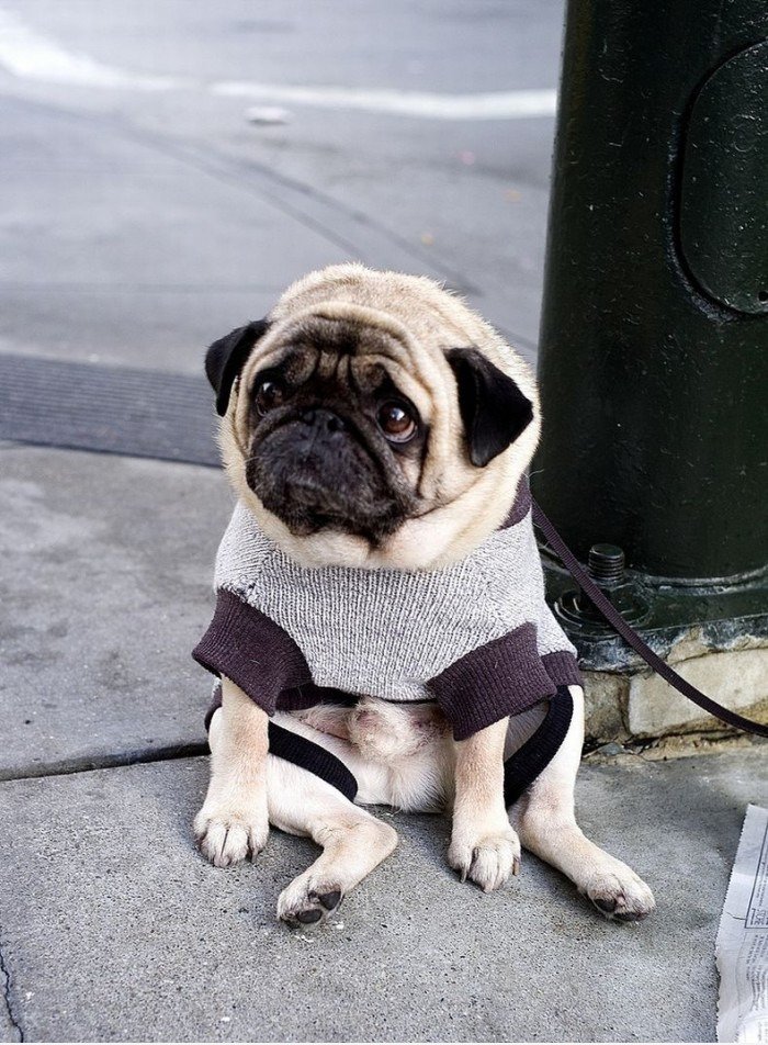 Depressive Dog -3