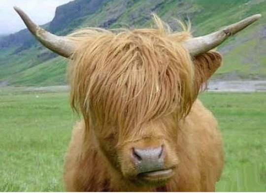 Emo Ox