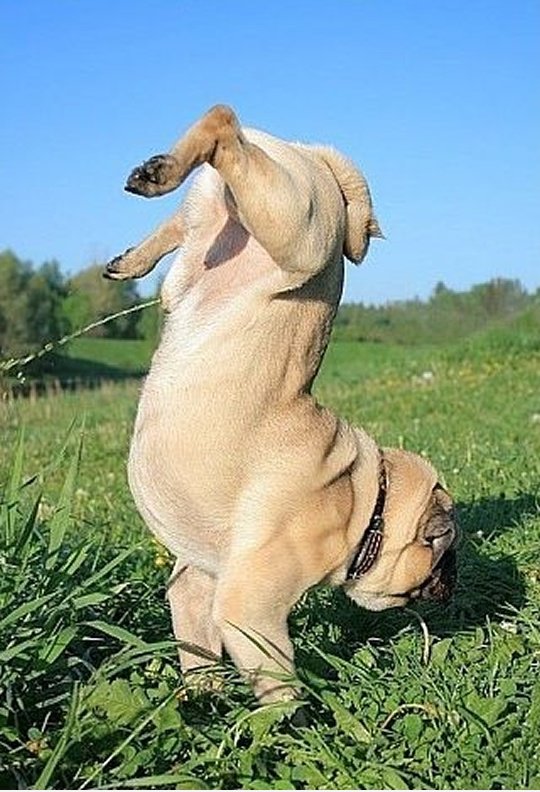Ich bin awesome!