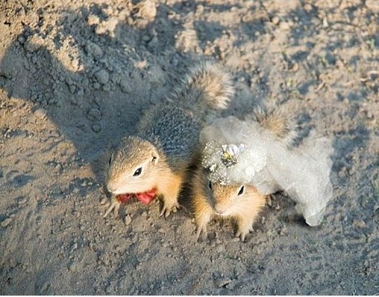 Hochzeit