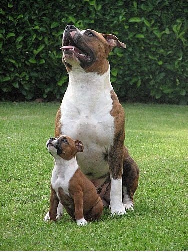 Wie der Vater, so der Sohn