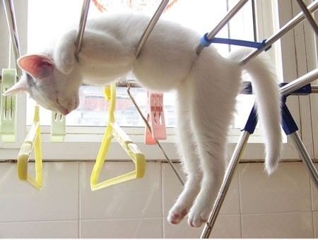 Meine Katze zu Hause