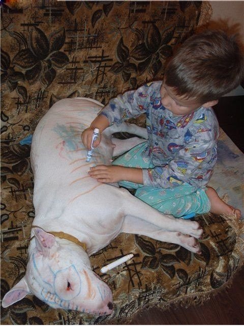 Armer Hund ...