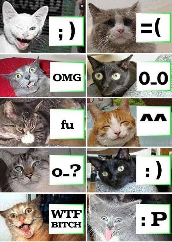 Cats 'Ausdrücke