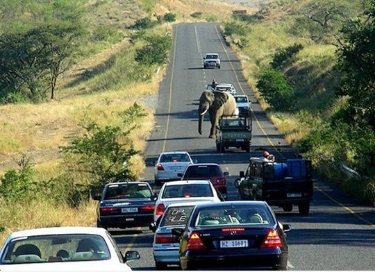 Elephant and Cars