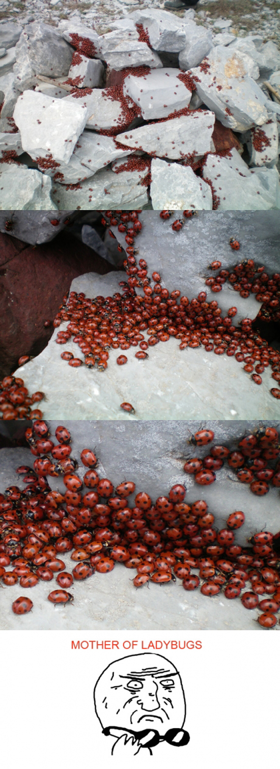 Marienkaefer inferno