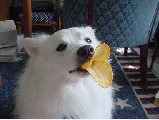 Ich bin eine Ente
