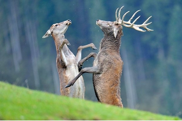 Dance!