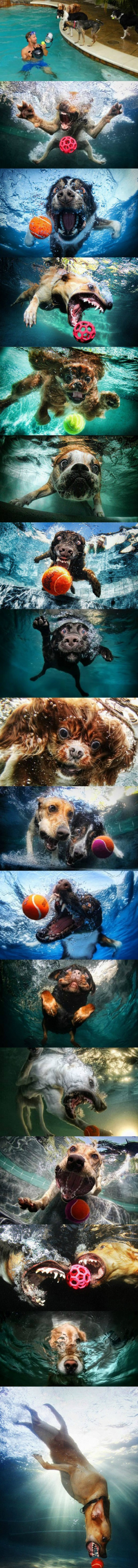 die besten Hundestorys