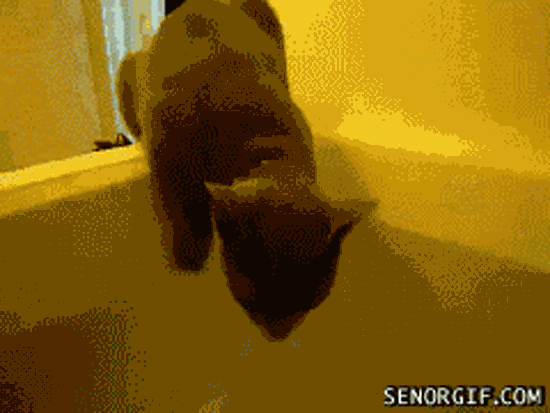 Katzenbad - GIF