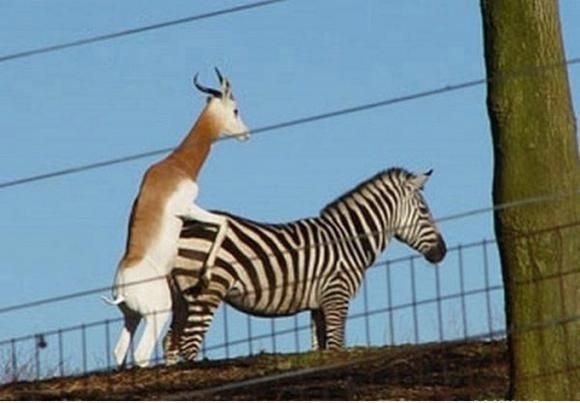 Zebra