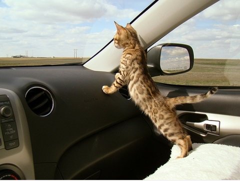 Cat Power