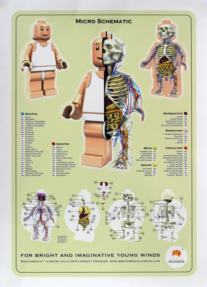 Anatomy of Lego Man