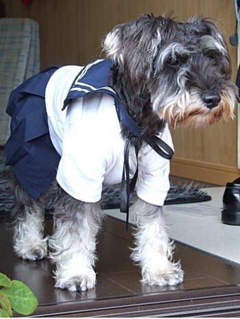 Sailor dog