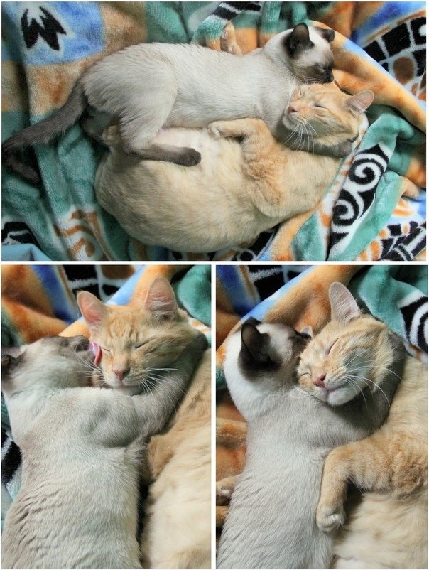 Kitty Love