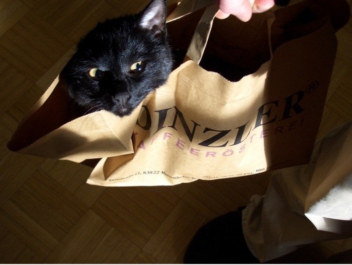 Nero die Papiertüte-cat