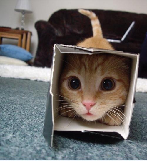 Cute (= ^. ^ =)