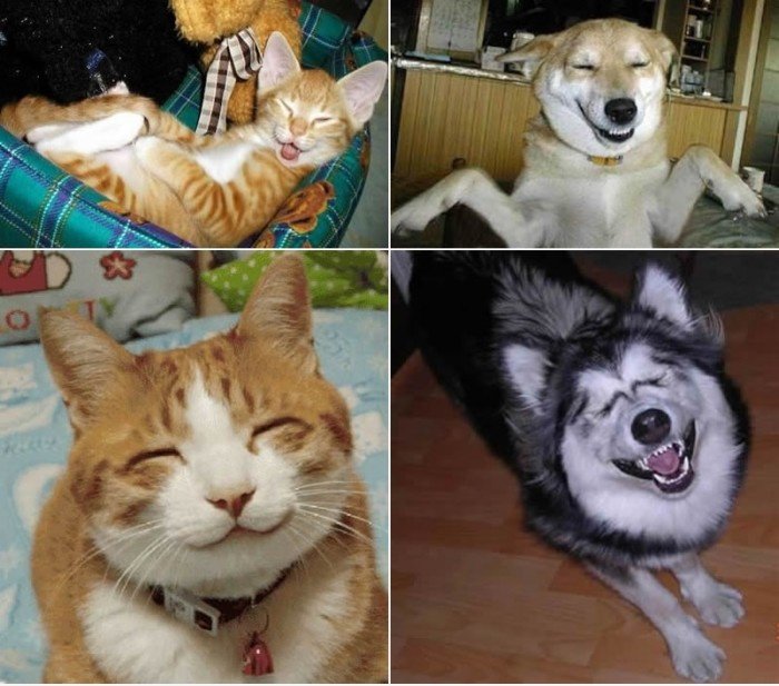 Say Cheese!