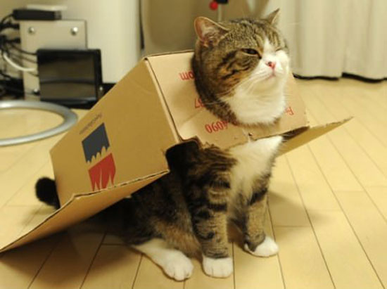 Katzen Flugzeug