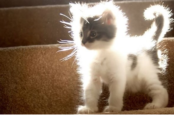 Heilige Kitten