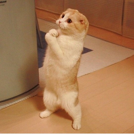Stehende Katze
