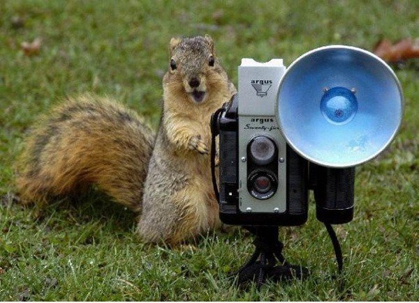 Say Cheese!